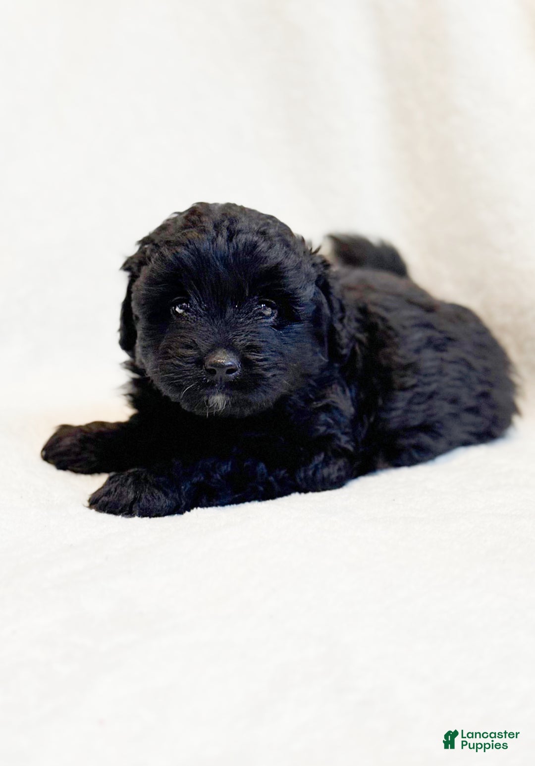 Mini Aussiedoodle dogs for sale: Riggs - Ad 3