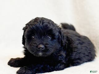Mini Aussiedoodle dogs Riggs - Ad 29