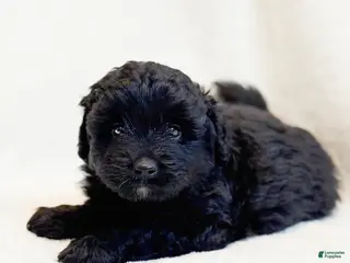 Mini Aussiedoodle dogs Riggs - Ad 4