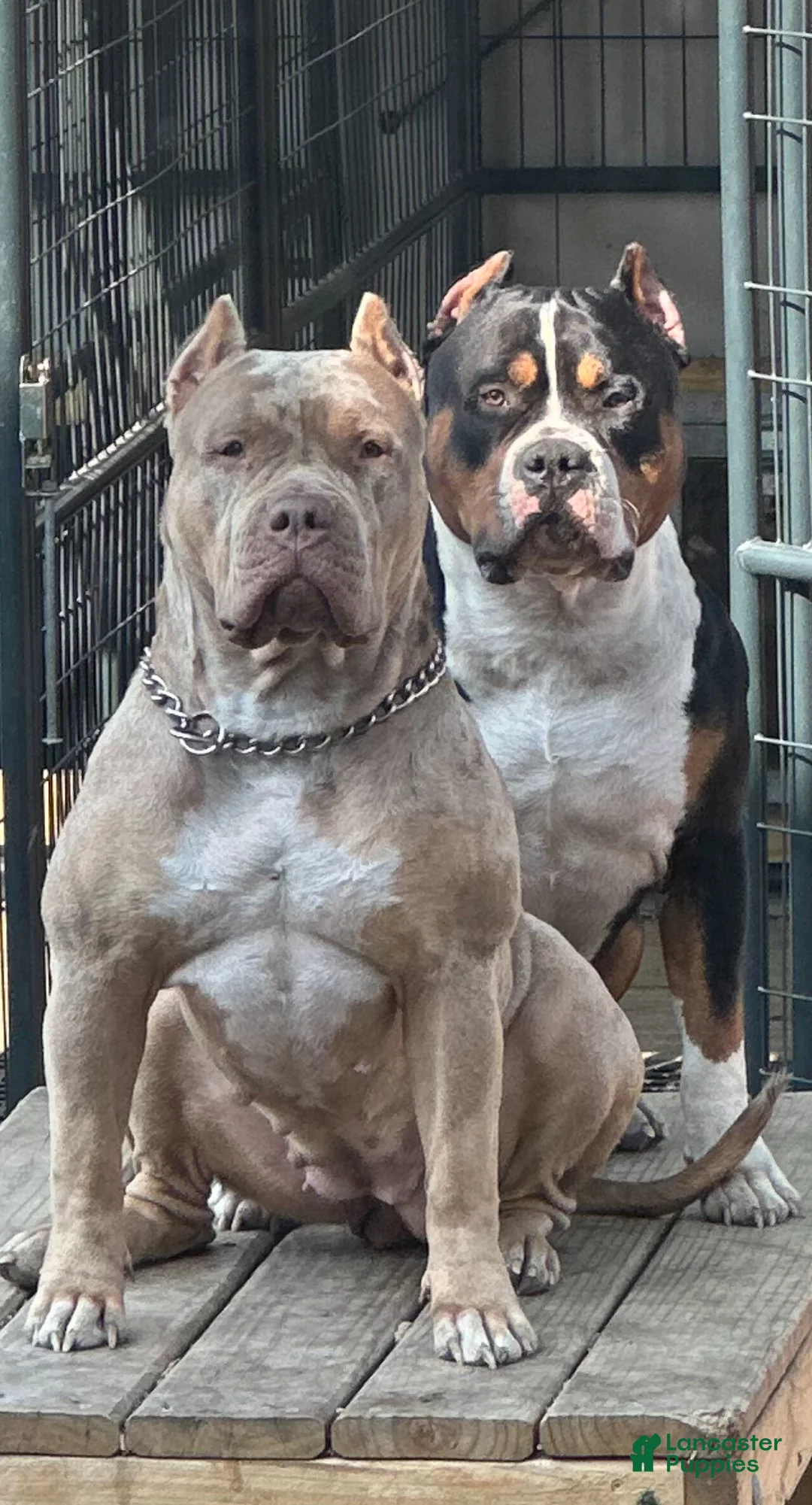 Gallery Image {{count}}