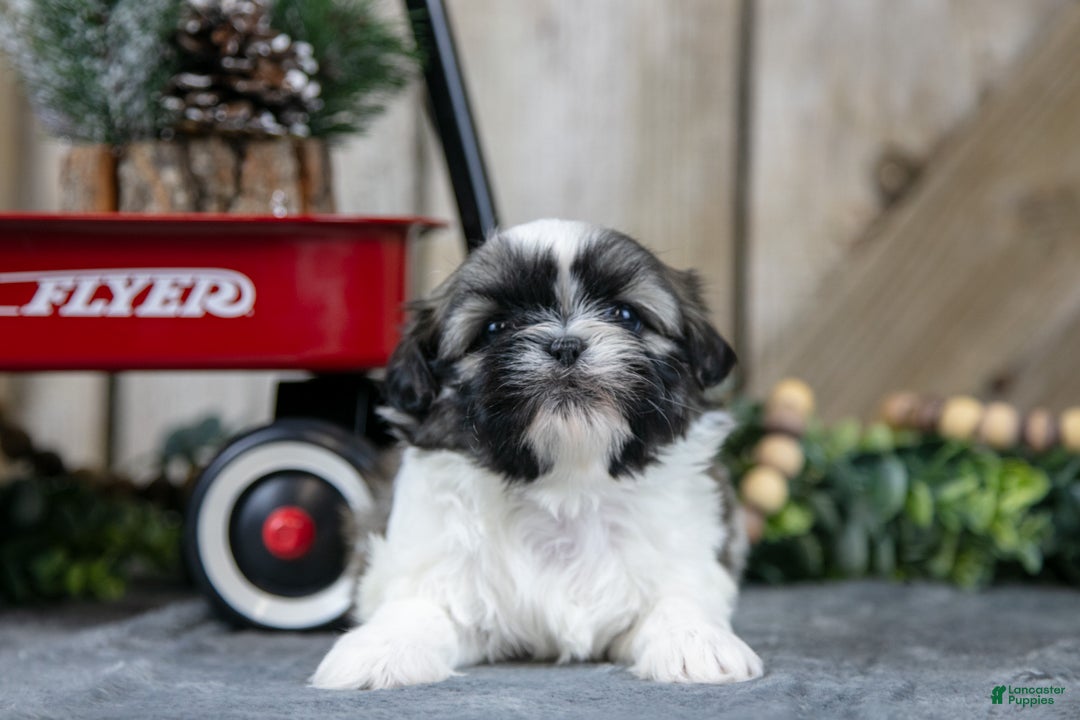 Shih Tzu dogs for sale: Nelly - Ad 3