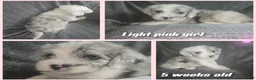 Sheepadoodle dogs for sale: Rose-light pink - Ad 2
