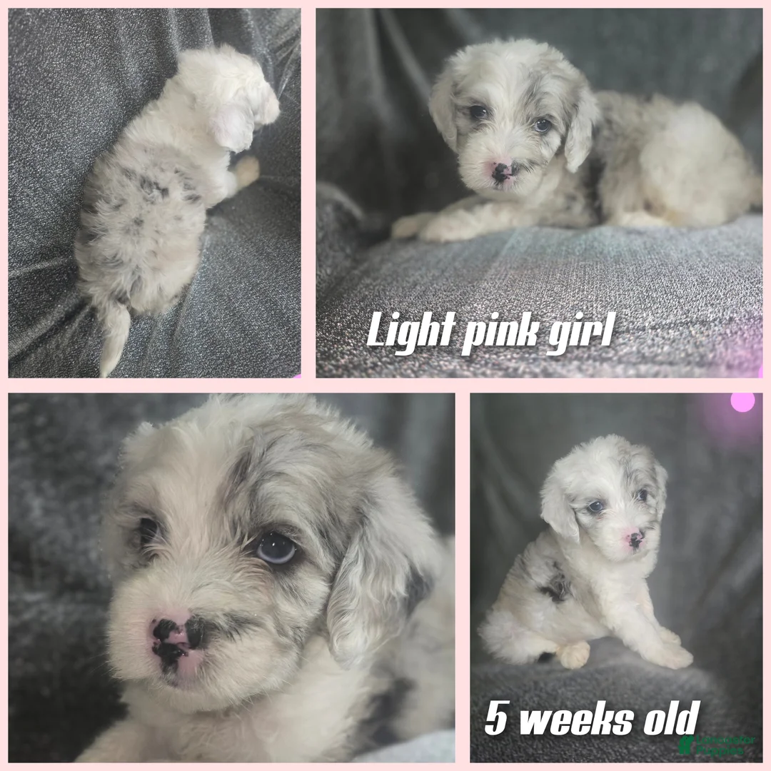 Sheepadoodle dogs for sale: Rose-light pink - Ad 2