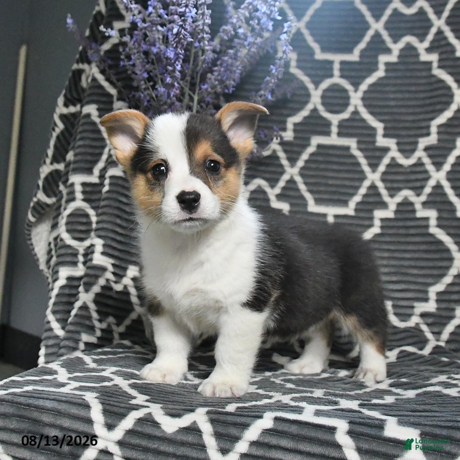 Welsh Corgi Pembroke dogs Cricket - Ad 2