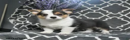Welsh Corgi Pembroke dogs for sale: Cricket - Ad 2