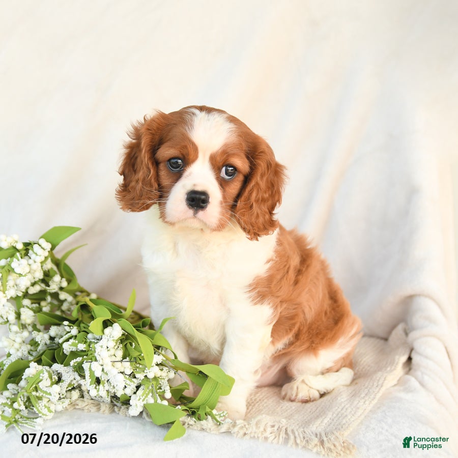 Cavalier King Charles Spaniel dogs Jack  - Ad 2