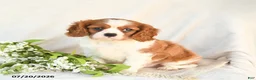 Cavalier King Charles Spaniel dogs for sale: Jack  - Ad 2