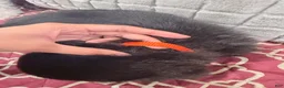 Rottweiler dogs for sale: Orange color male - Ad 8