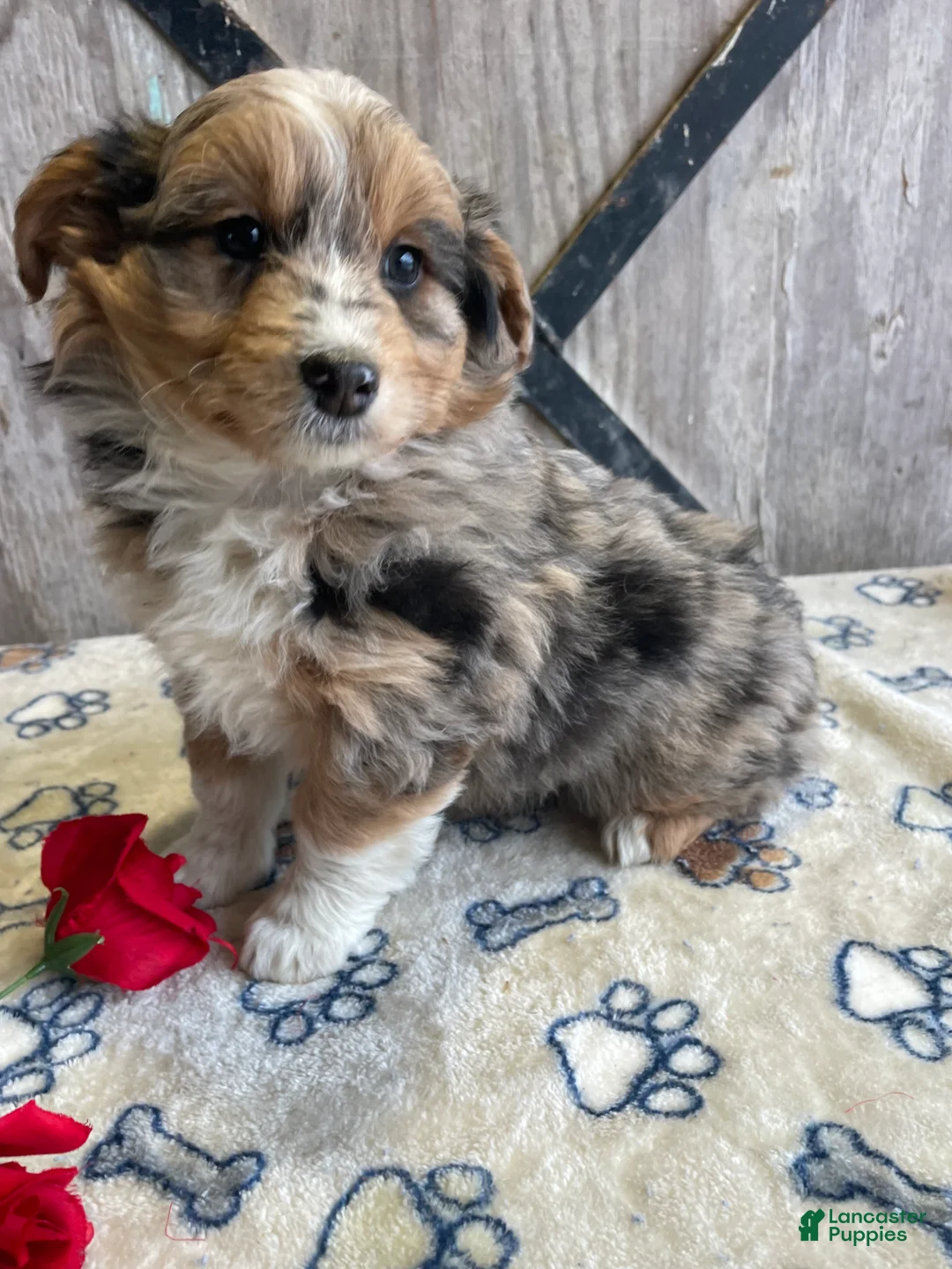 Corgipoo dogs for sale: Weston - Ad 4