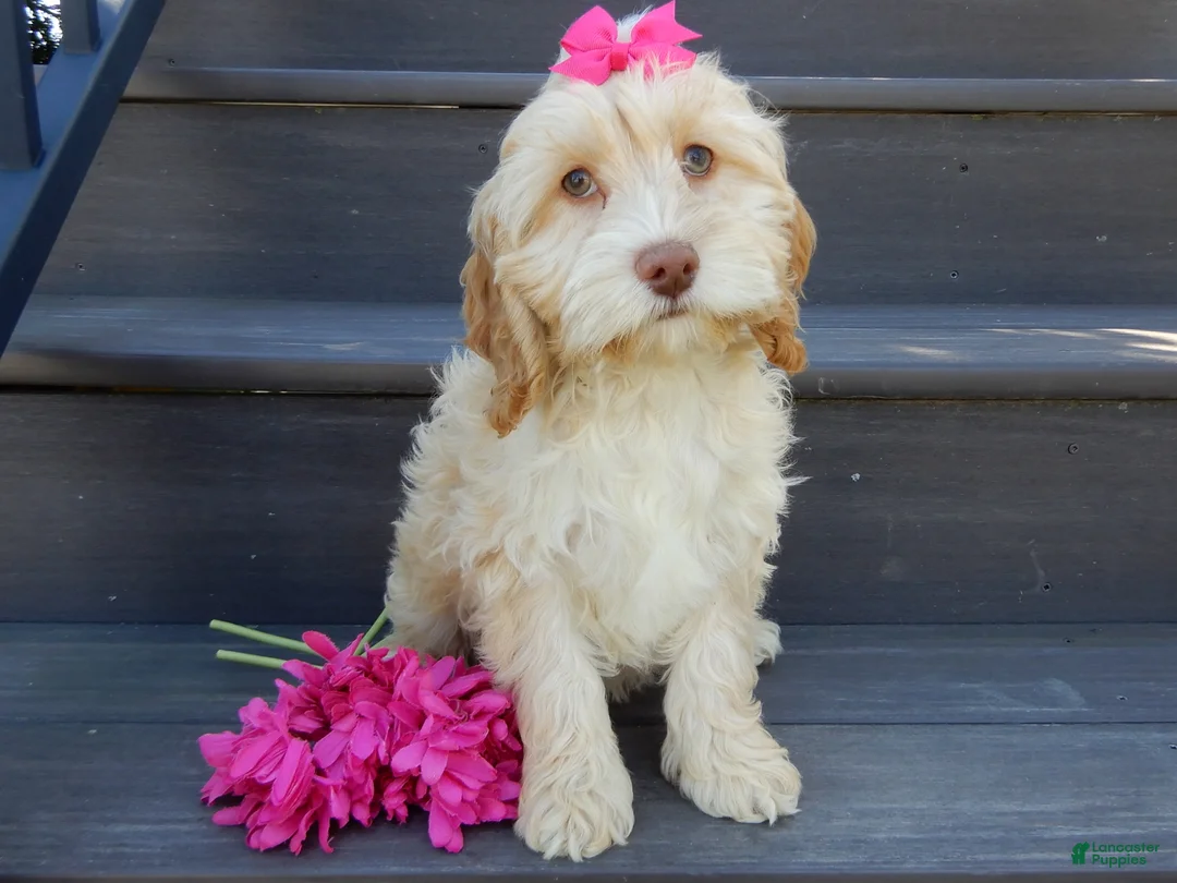 Cockapoo dogs for sale: Gracie - Ad 1
