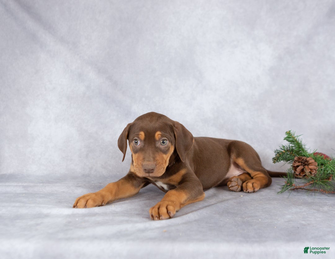 Catahoula Leopard Dog dogs for sale: Jewel - Ad 4