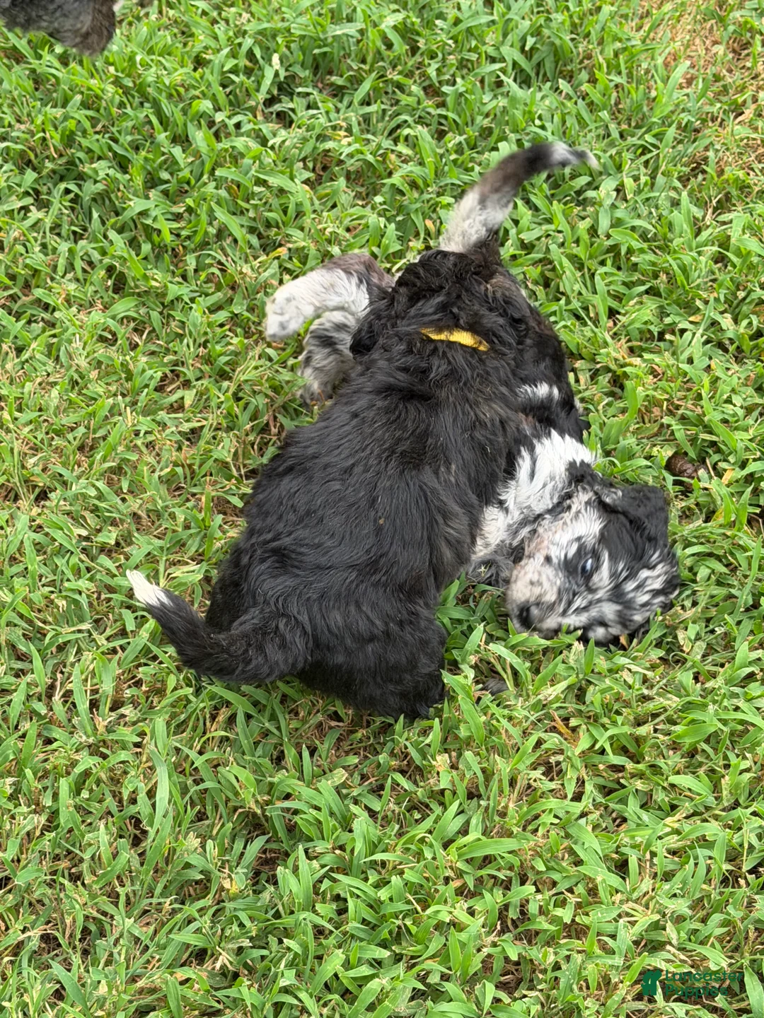 Aussiedoodle dogs for sale: BLaze - Ad 21