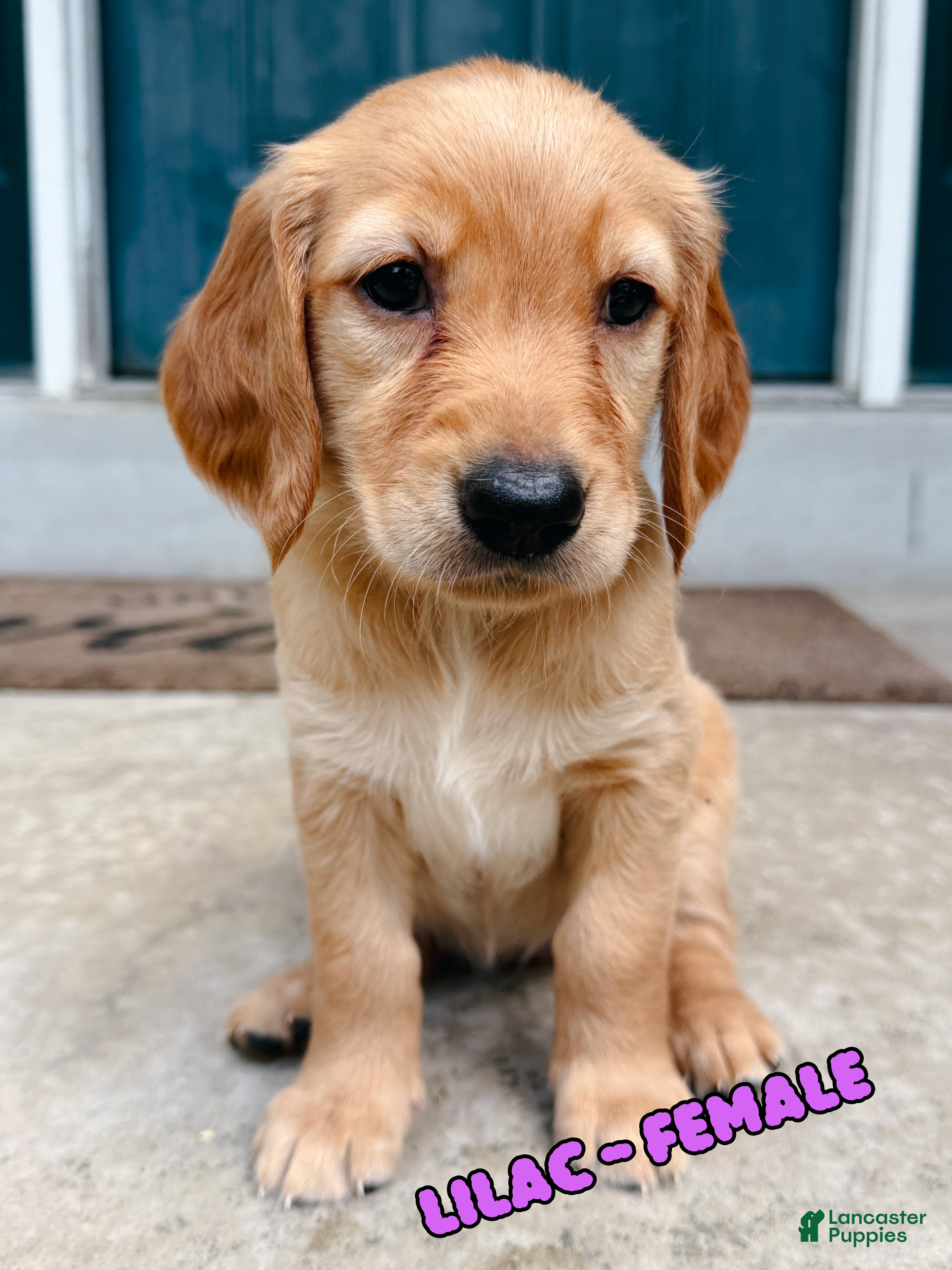 Golden Retriever dogs Lilac Female - Ad 1