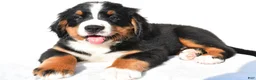 Bernese Mountain Dog dogs for sale: Patrick - Ad 2