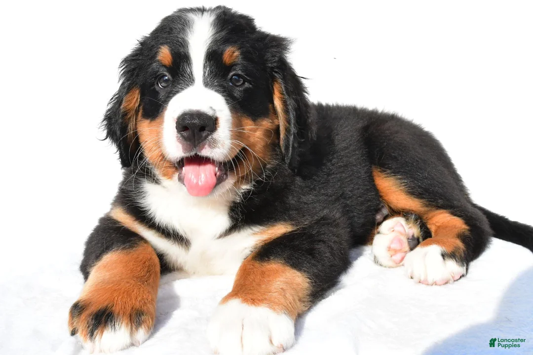 Bernese Mountain Dog dogs for sale: Patrick - Ad 2