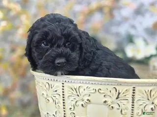 Cockapoo dogs Nova - Ad 11