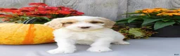 Cockapoo dogs for sale: Jasper  - Ad 4