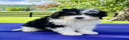 Bernedoodle dogs for sale: Nelson - Ad 5
