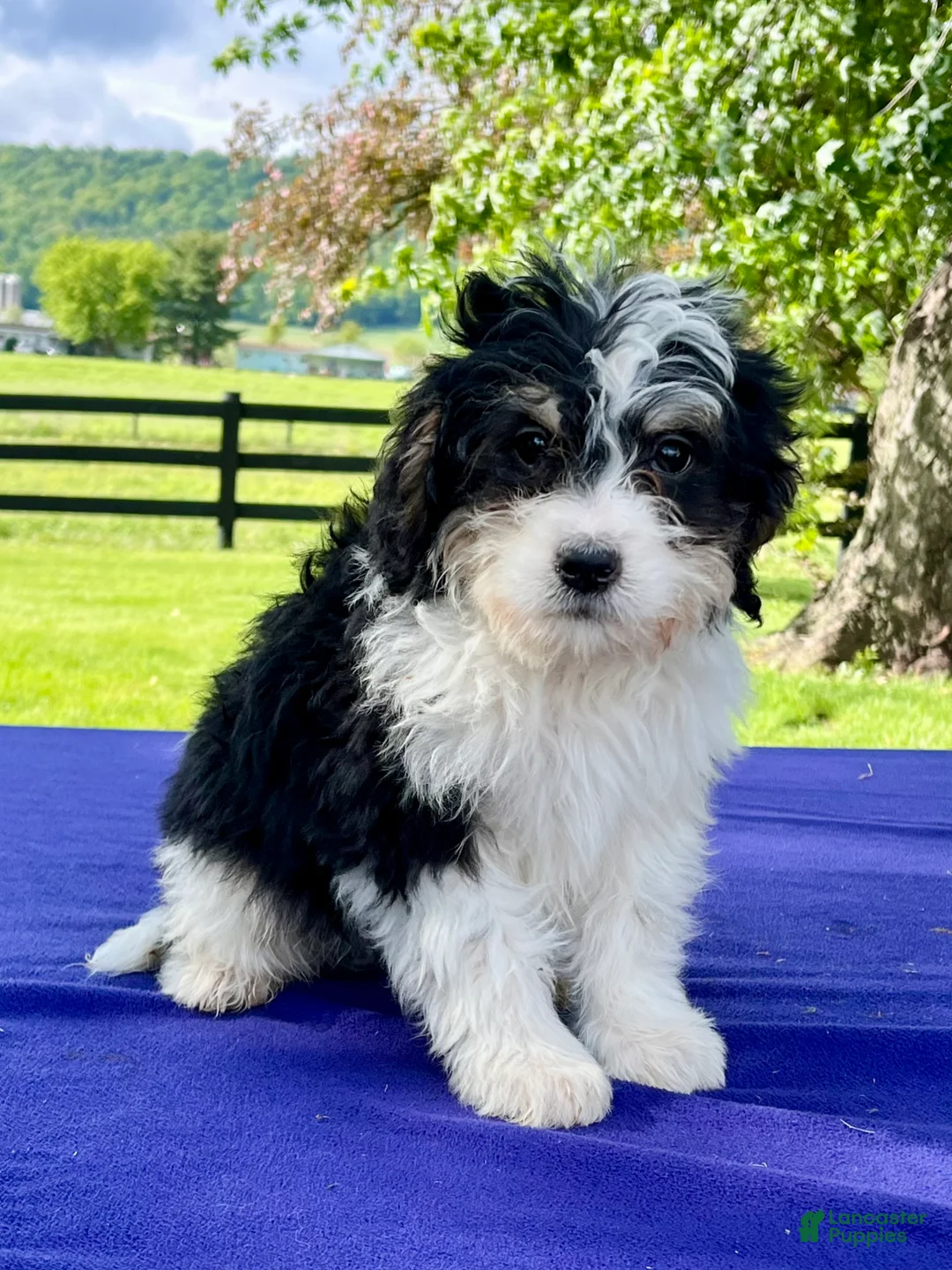 Bernedoodle dogs for sale: Nelson - Ad 5