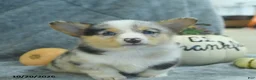 Welsh Corgi Pembroke dogs for sale: M n M - Ad 3