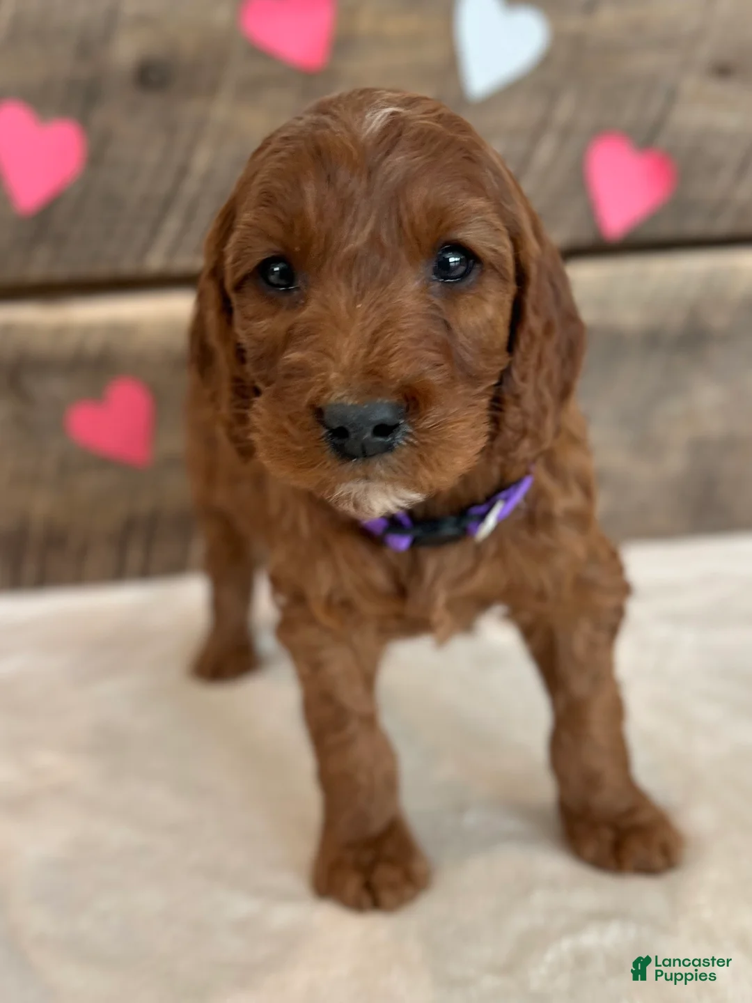 Irish Doodle dogs for sale: Lily - Ad 6