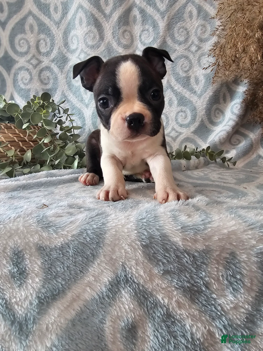 Boston Terrier dogs for sale: Boston Terrier Puppy 3 - Ad 8