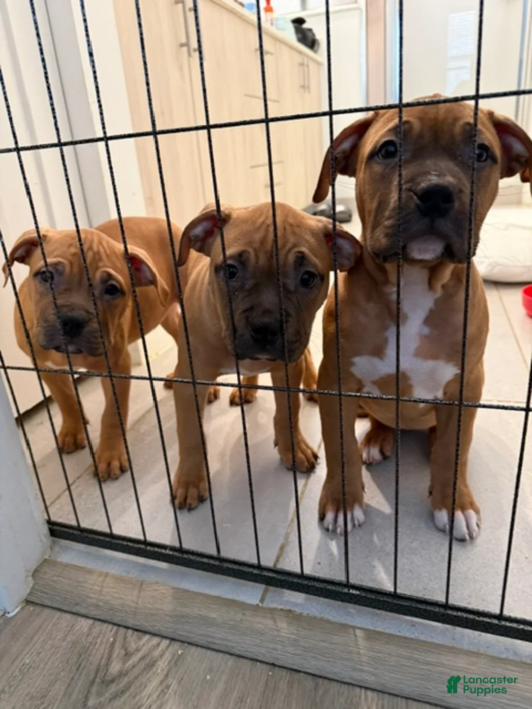 American Bully dogs for sale: Puppy 2 Female - Ad 4