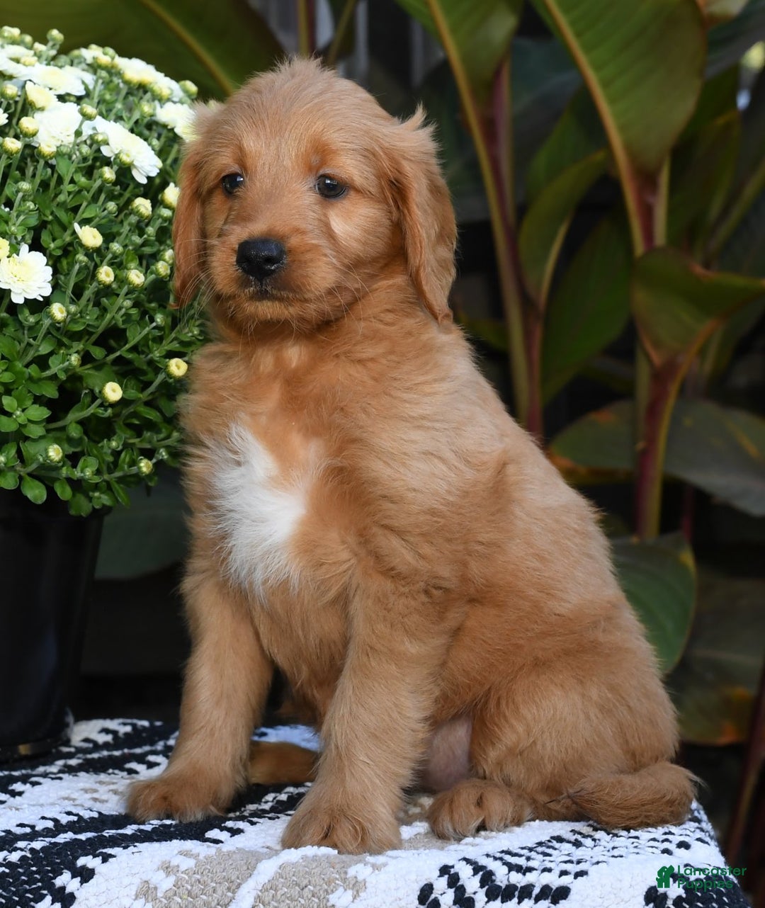 Free Puppies Craigslist Dogs And Puppies For Sale Rehoming Fee