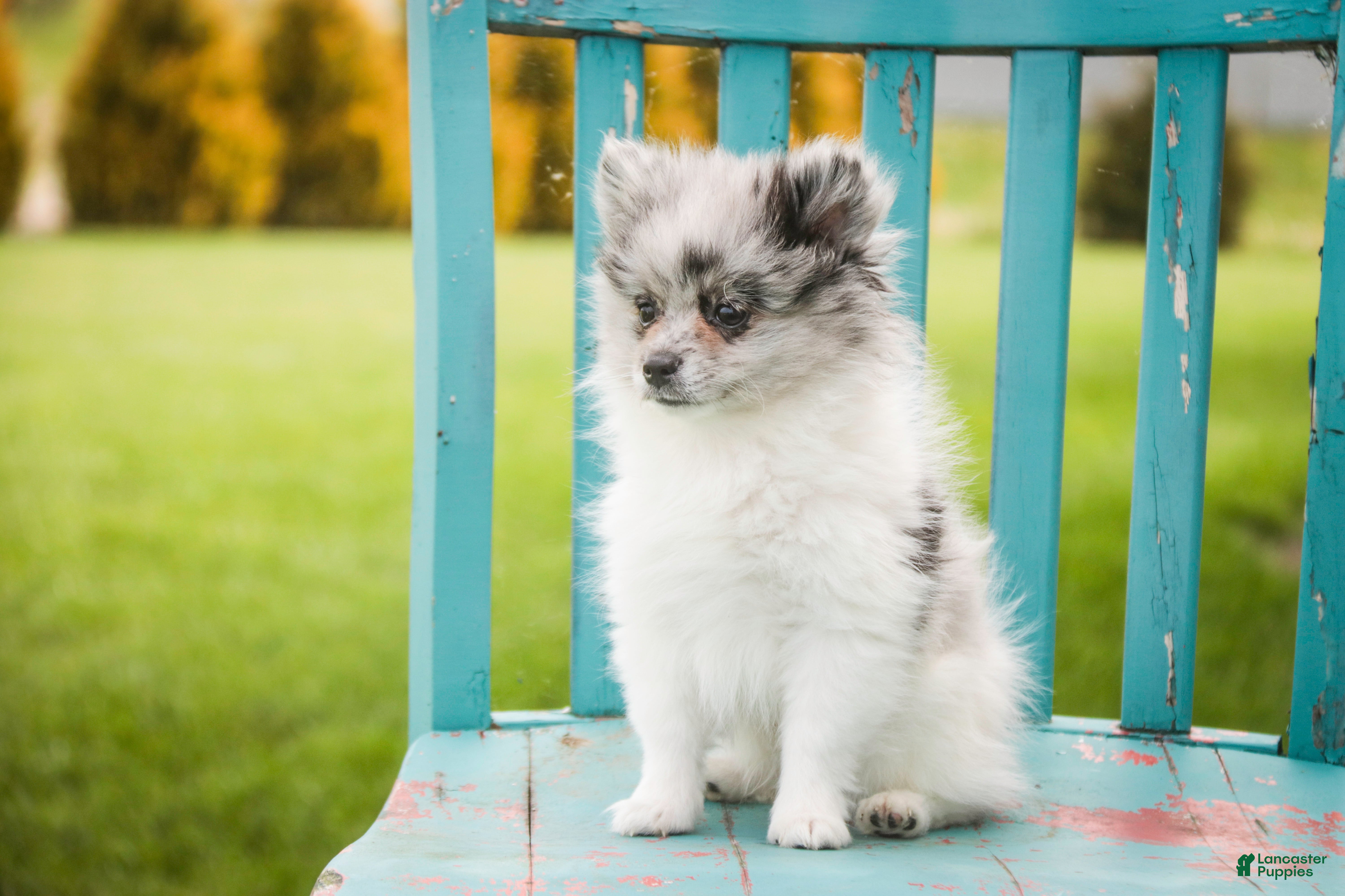 Pomeranian dogs for sale: Tripp - Ad 3