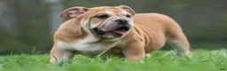 English Bulldog dogs for sale: Hulk - Ad 8