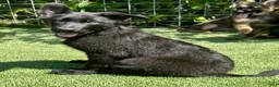German Shepherd dogs for sale: German Shepherd 3 - Ad 1