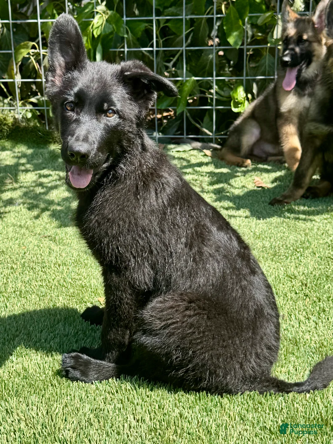 German Shepherd dogs for sale: German Shepherd 3 - Ad 1