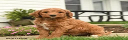 Goldendoodle dogs for sale: Ryan - Ad 3
