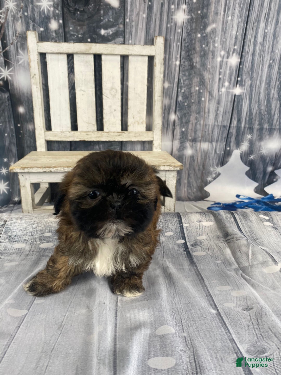 Shih Tzu dogs for sale: Mochi - Ad 13