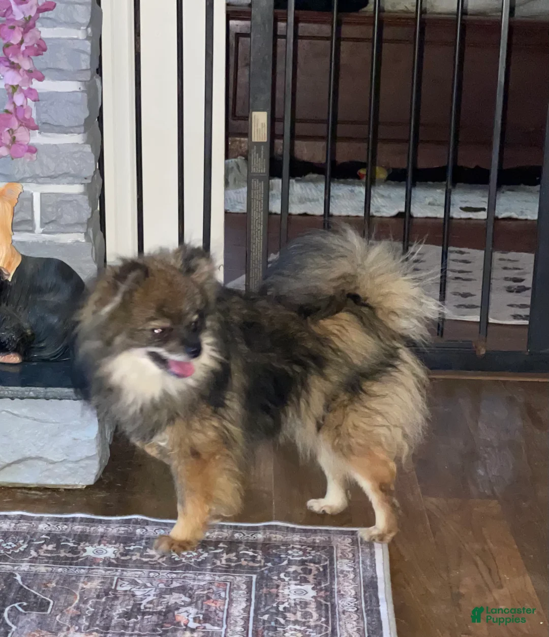 Pomeranian dogs for sale: Pomeranian Puppy 1 - Ad 2