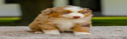 Miniature Australian Shepherd dogs for sale: Murphy - Ad 4