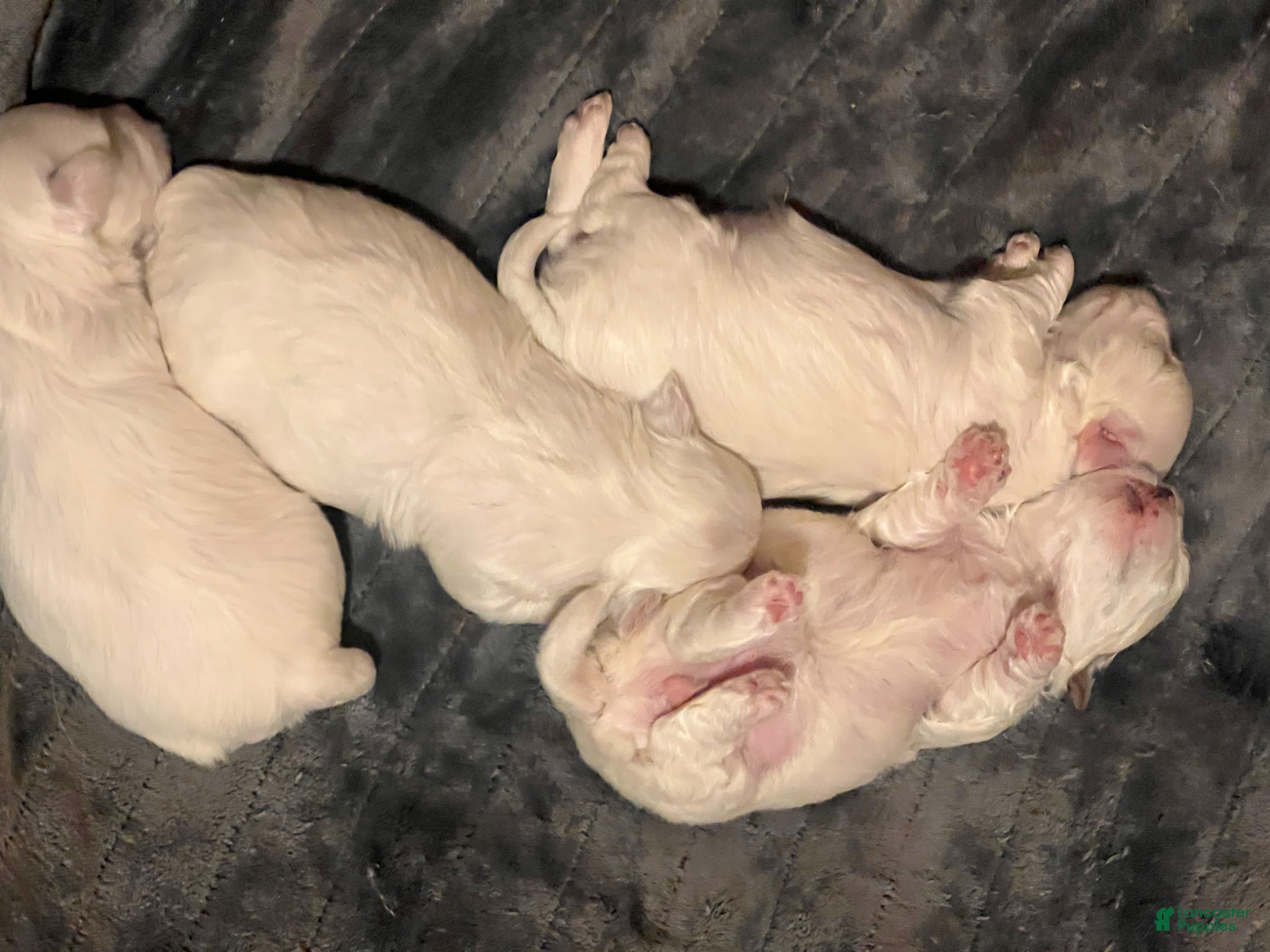 Maltese dogs Maltese Male Puppy 1 - Ad 1