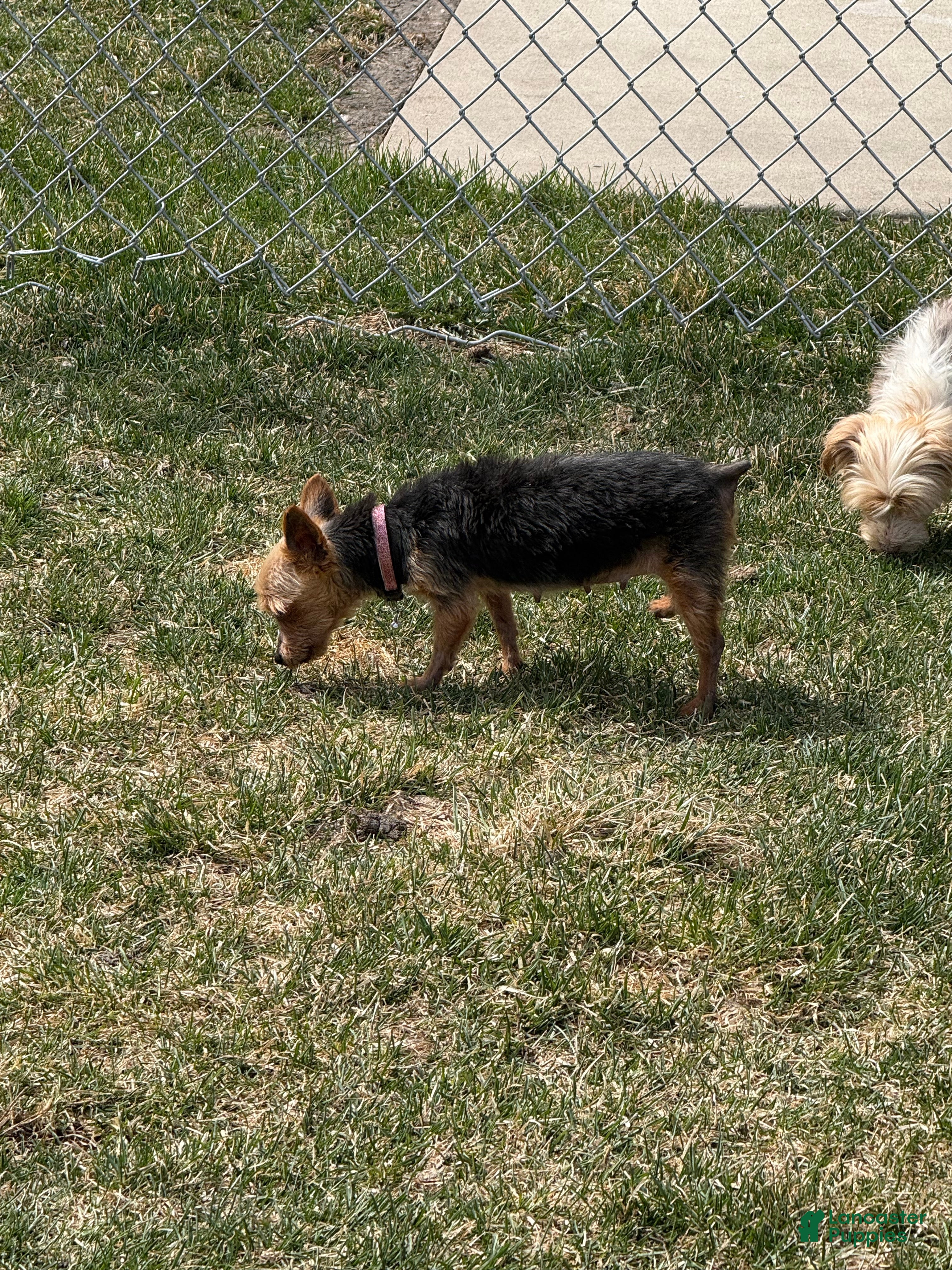 Mixed Breed dogs Yorkie  - Ad 22