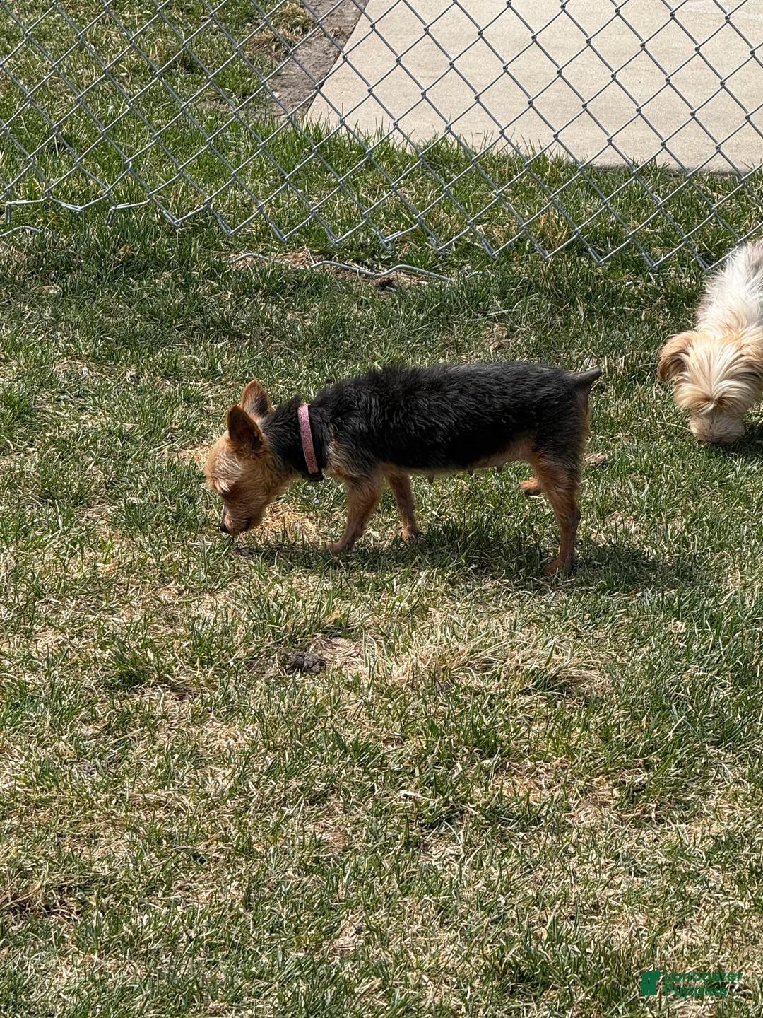 Mixed Breed dogs for sale: Yorkie  - Ad 1