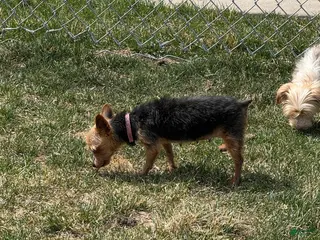 Mixed Breed dogs Yorkie - Ad 22