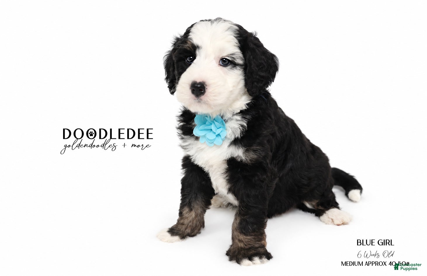 Bernedoodle dogs MULTI GEN Bernedoodle Puppy - Ad 1