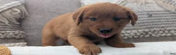 Golden Retriever dogs for sale: Aleasha - Ad 3