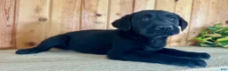 Labrador Retriever dogs for sale: Tabby - Ad 7