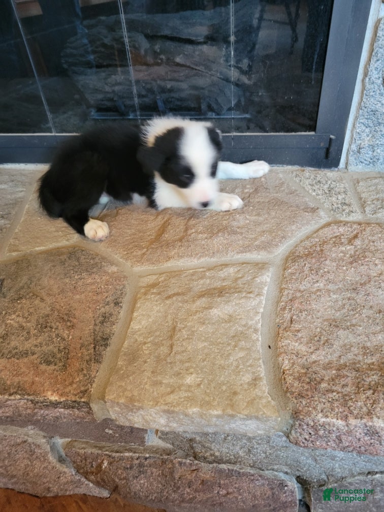 Border Collie dogs Bo Peep - Ad 2