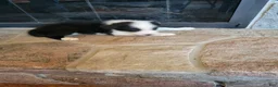 Border Collie dogs for sale: Bo Peep - Ad 2