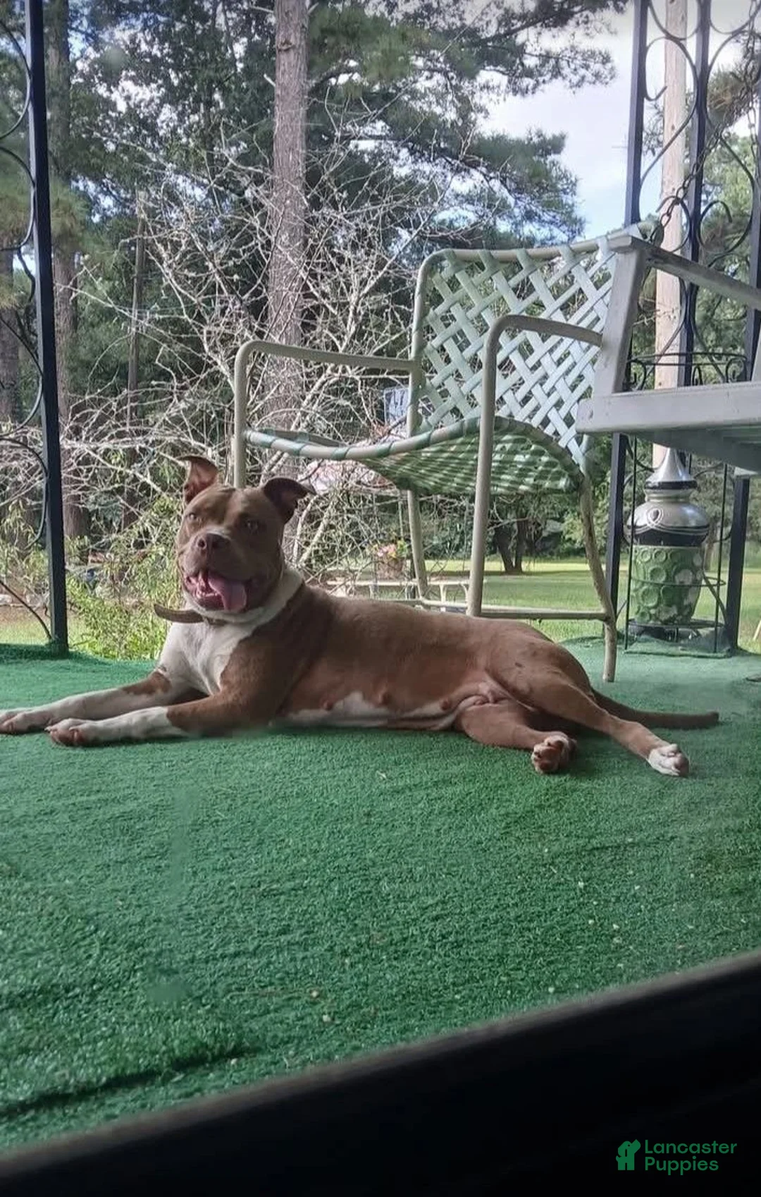 Mixed Breed dogs for sale: American pitbull  - Ad 2