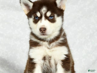 Gerberian Shepsky dogs - Ad 15