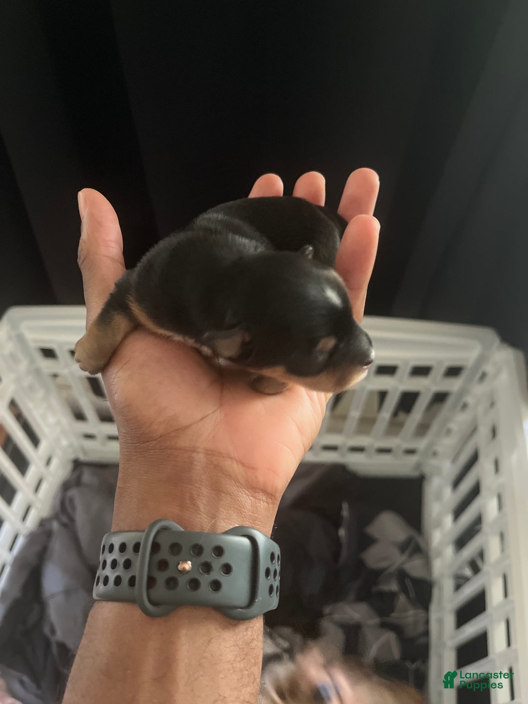 Yorkiepoo dogs for sale: Yorkiepoo Puppy 2 (Izzy) - Ad 4