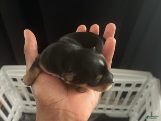 Yorkiepoo dogs - Ad 10