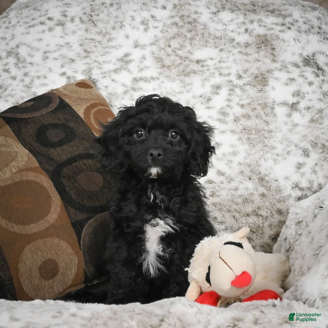 Cavapoo dogs for sale: Sam - Ad 5
